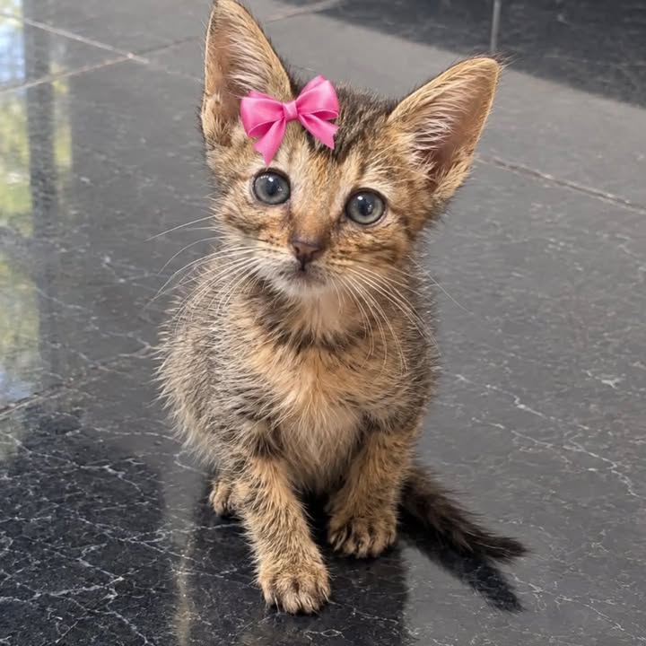 Gatitos hermosos en adopción responsable en Pereira 