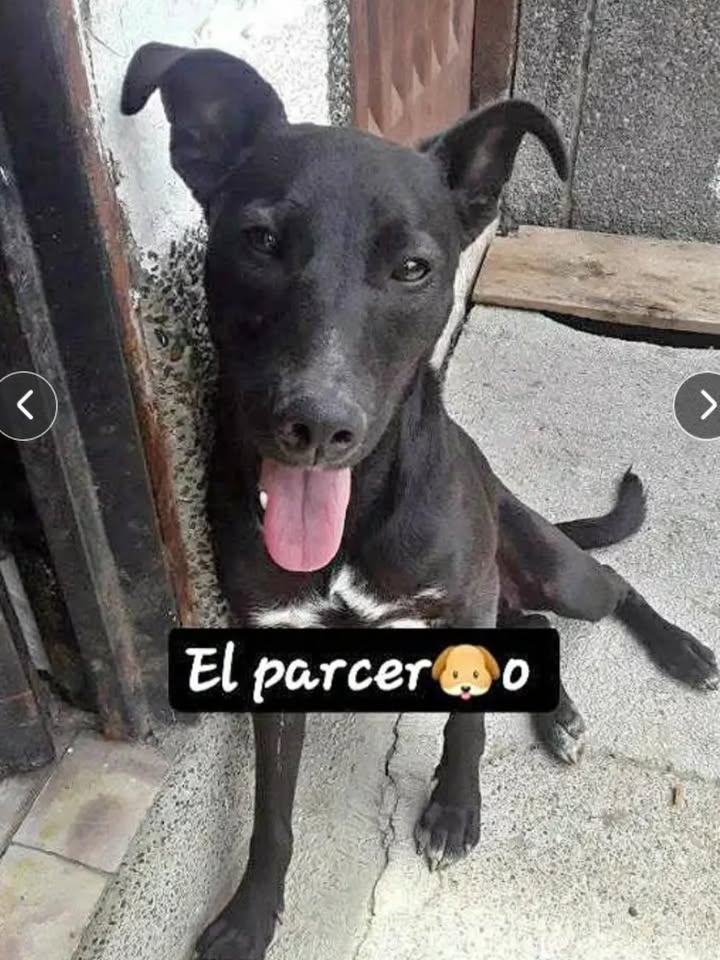 Perro en adopción en Pereira, Risaralda, Colombia 