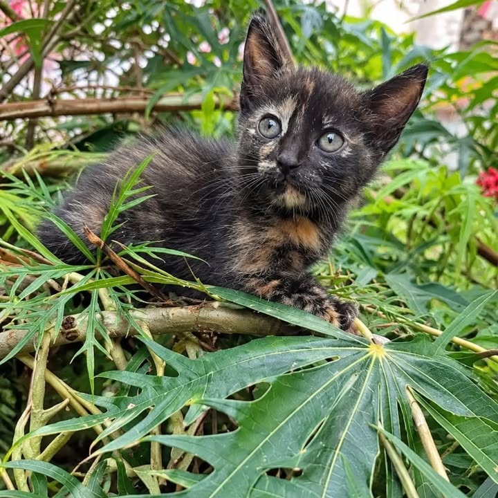 Gatitos hermosos en adopción responsable en Pereira 