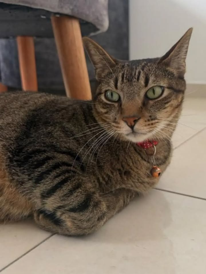 Gato esterilizado busca hogar en Pereira 