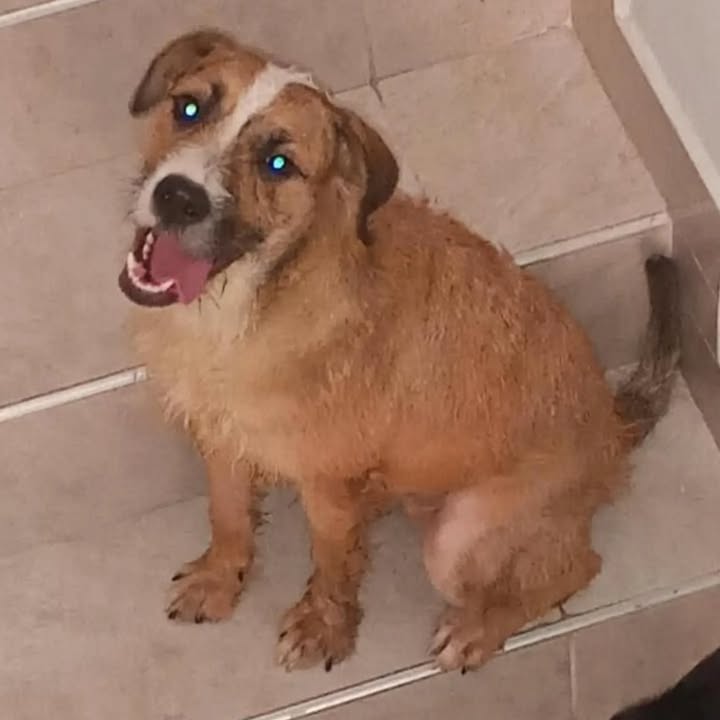 Mandarina busca familia en Pereira 