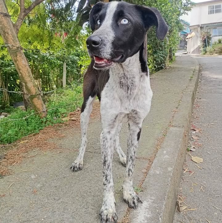 Adopción de Ópalo, perro de 1 año en Pereira 