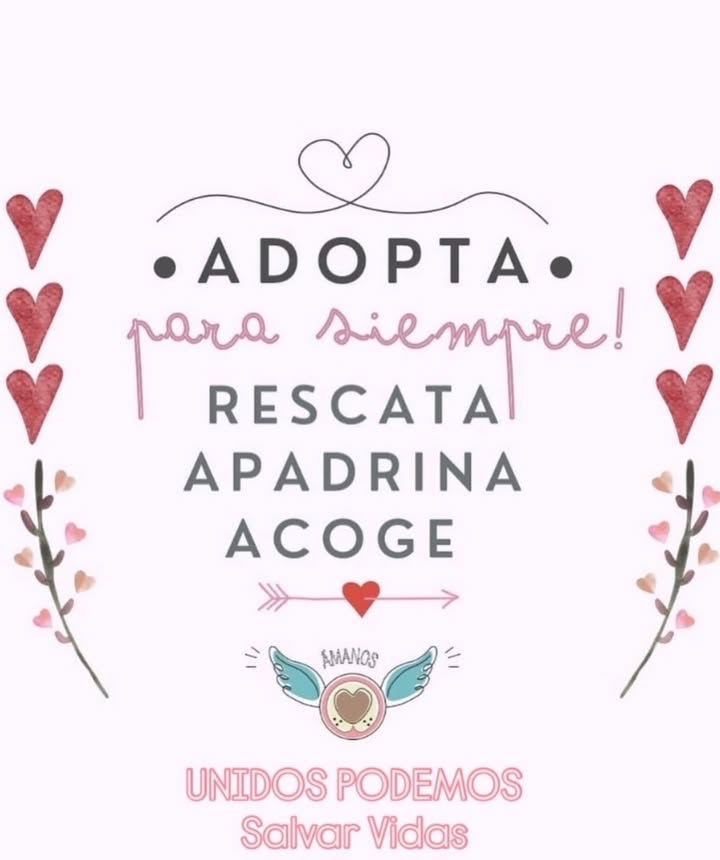 Perros y Gatos en Adopción en Bogotá - ¡Encuentra tu Compañero Ideal! 