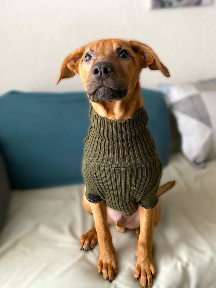 Adopta a Arbolito, cachorro tímido y tierno en Bogotá 