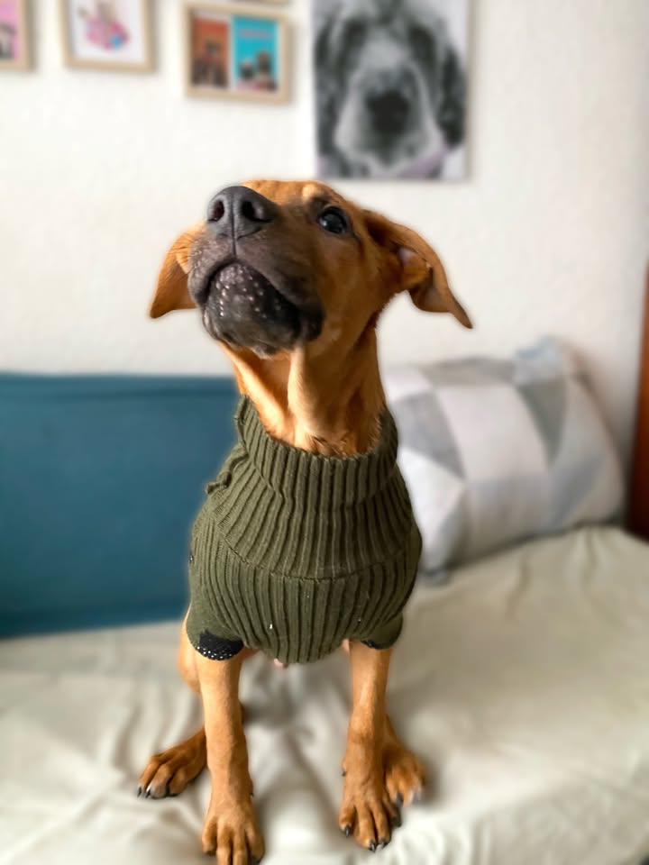 Adopta a Arbolito, cachorro tímido y tierno en Bogotá 