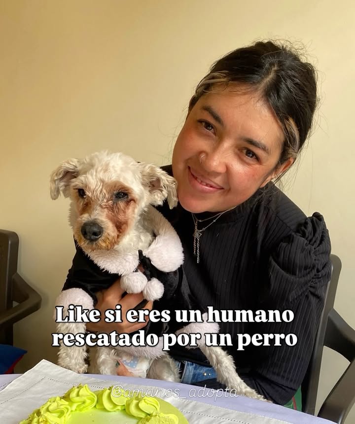 Perros y Gatos en Adopción en Bogotá - ¡Encuentra tu Compañero Ideal! 