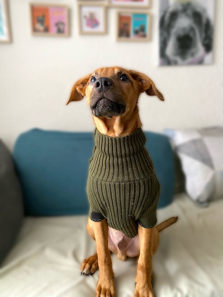Adopta a Arbolito, cachorro tímido y tierno en Bogotá 
