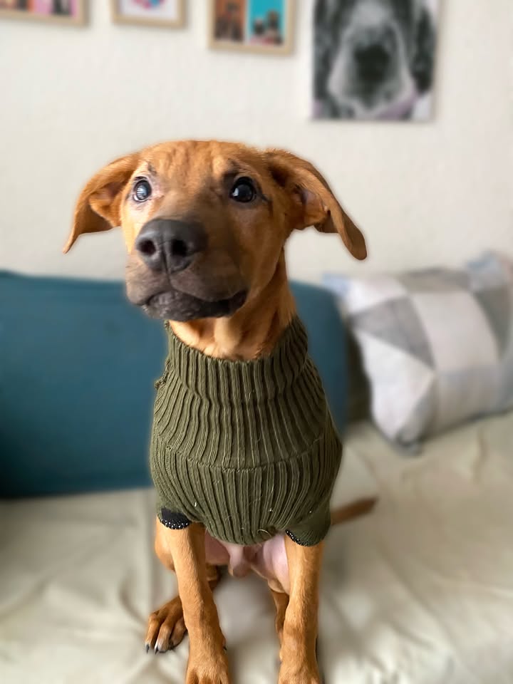 Adopta a Arbolito, cachorro tímido y tierno en Bogotá 
