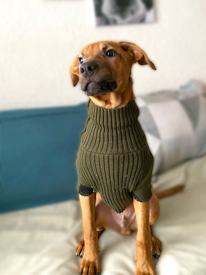 Adopta a Arbolito, cachorro tímido y tierno en Bogotá 