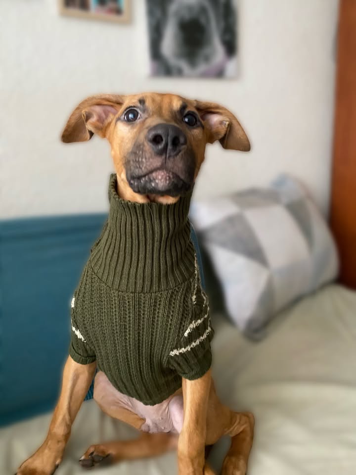 Botoncito criollo 100% para adopción en Bogotá - Urgente 
