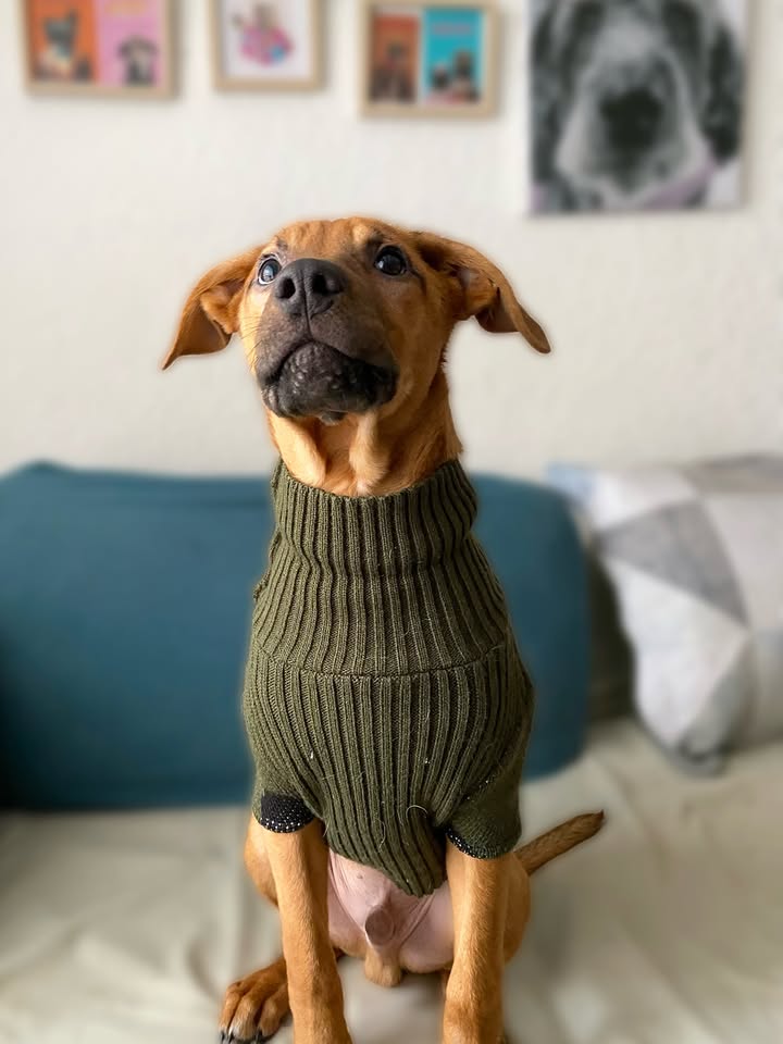 Adopta a Arbolito, cachorro tímido y tierno en Bogotá 