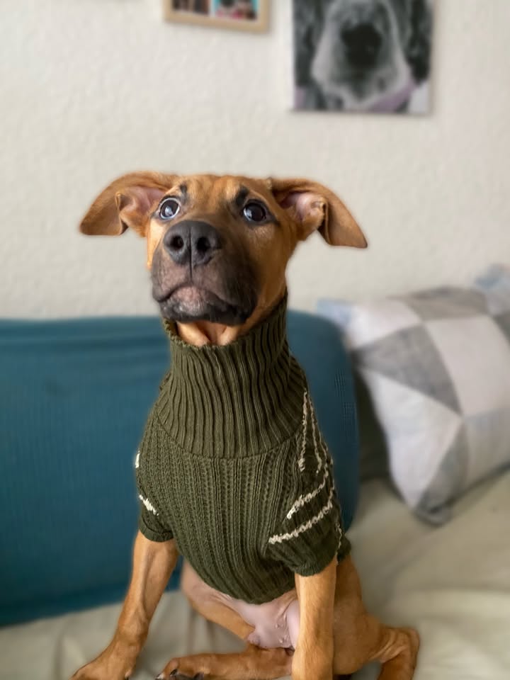Botoncito criollo 100% para adopción en Bogotá - Urgente 