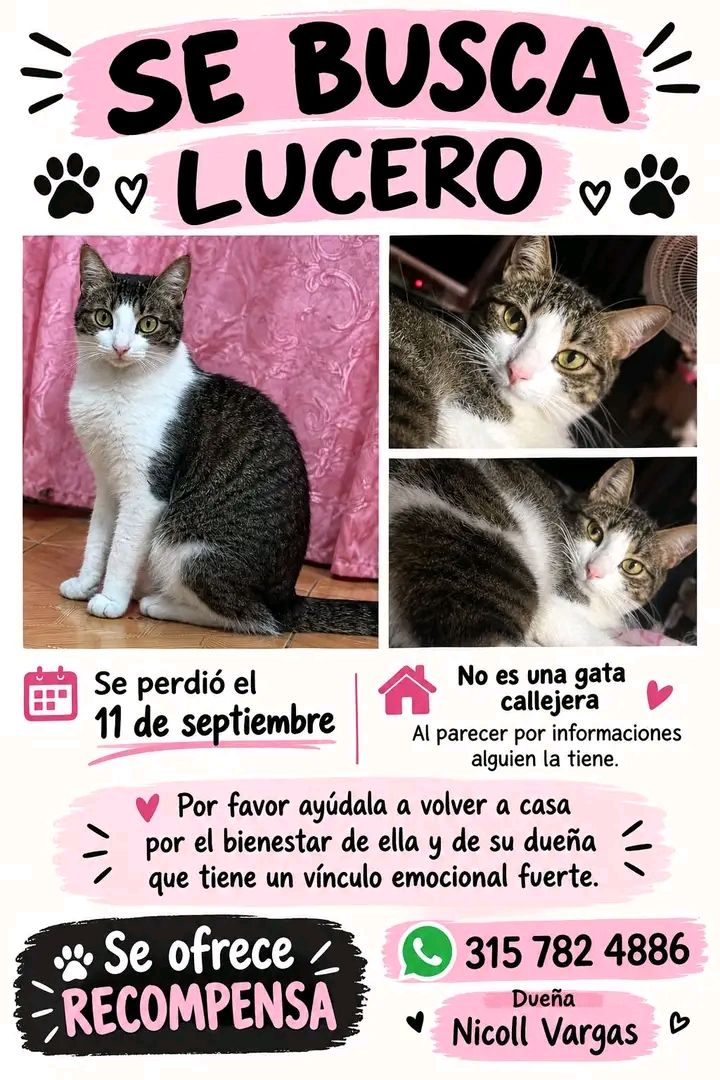 Gato perdido en Tuluá, Valle del Cauca 