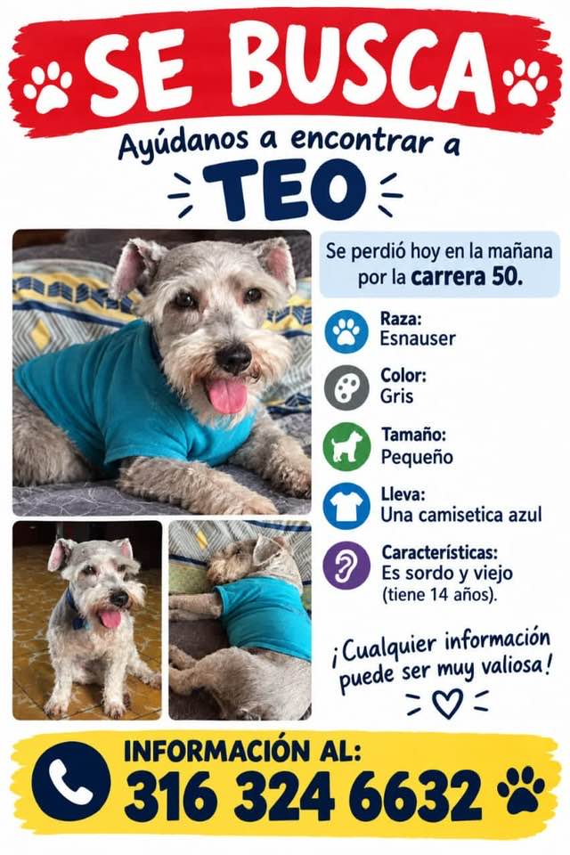 Perro Schnauzer Gris Perdido en Sevilla Valle 