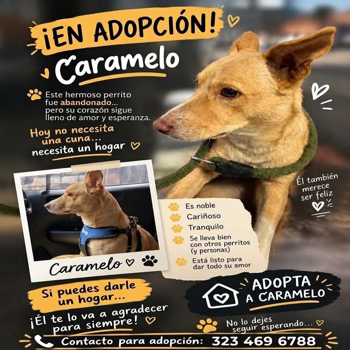 Busca adopción Caramelo en Manizales, Caldas 
