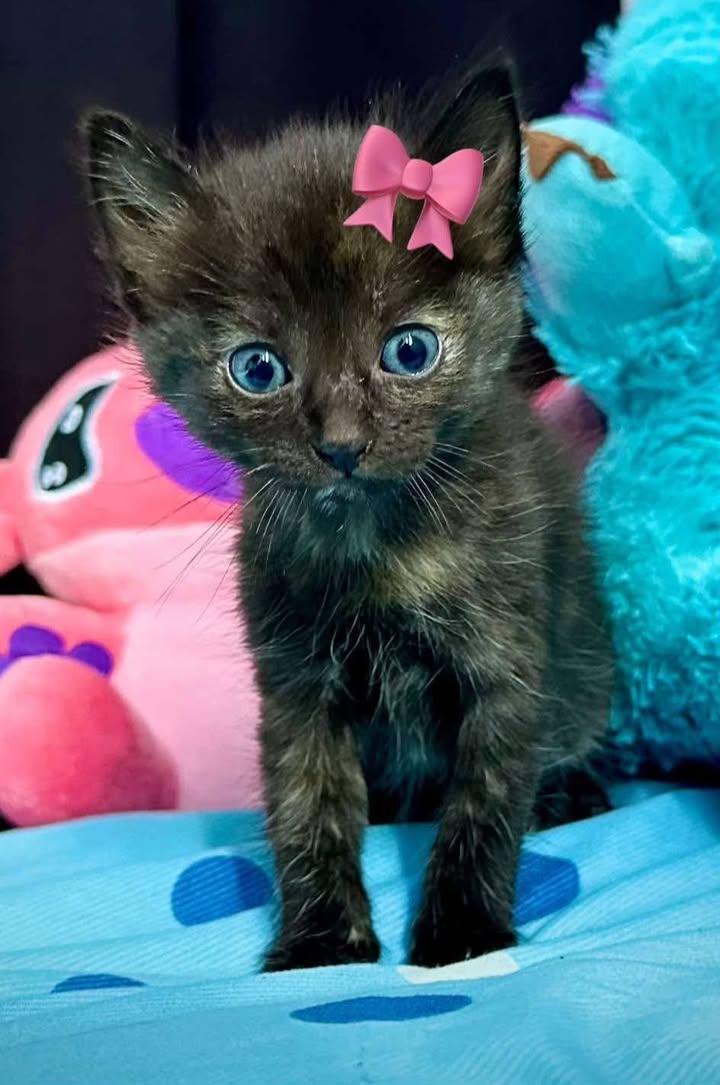 Gaticas en Adopción Responsable en Pereira 