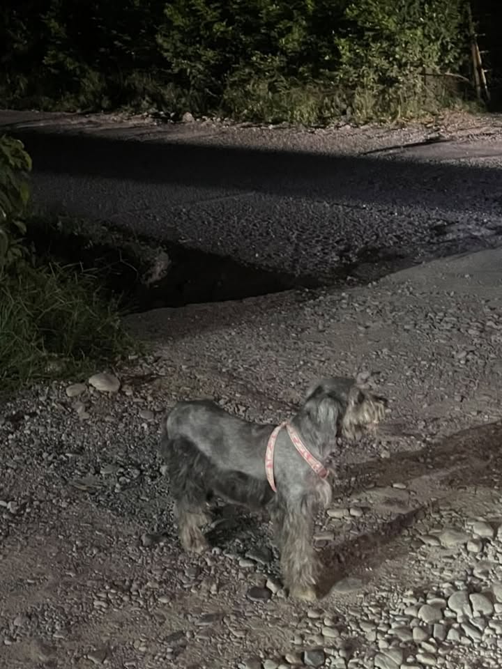 Perro perdido en Acacías, Meta 