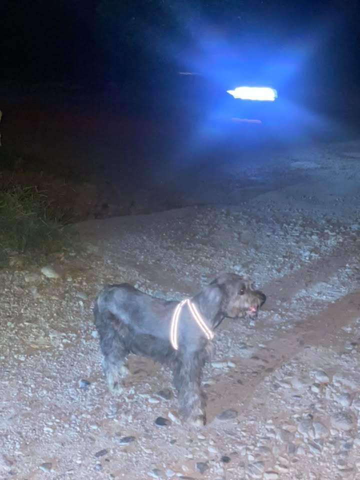 Perro perdido en Acacías, Meta 