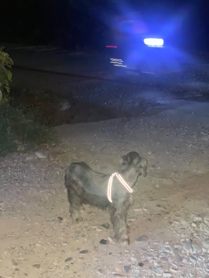 Perro perdido en Acacías, Meta 