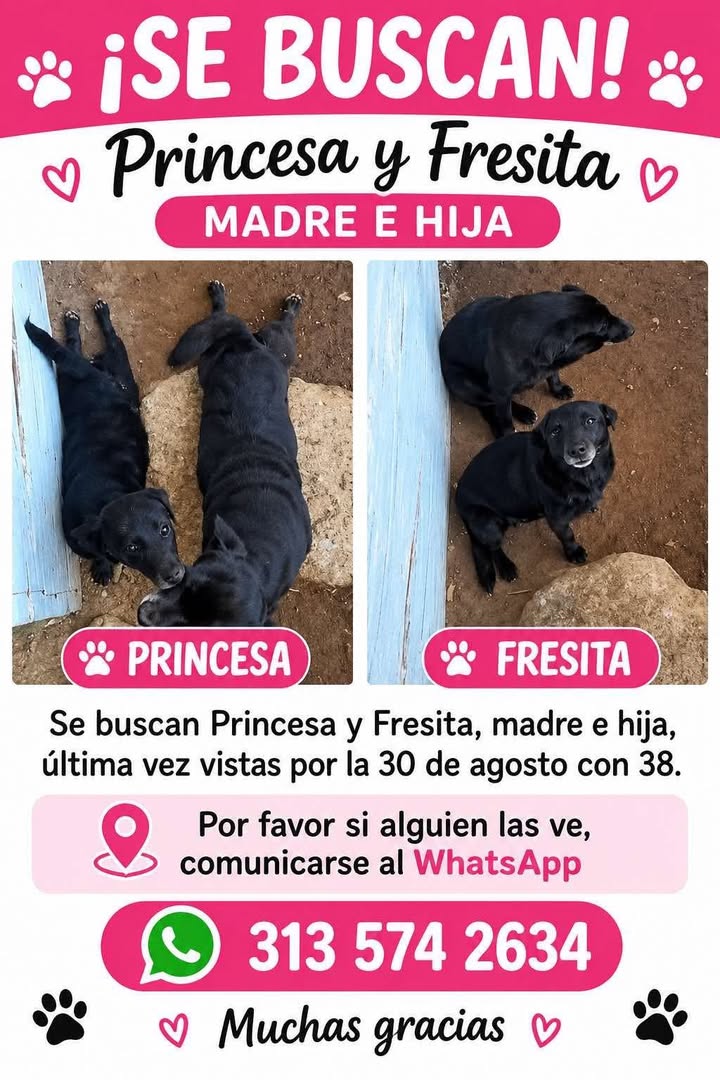 Perros Perdidos en Pereira: Princesa y Fresita Madre e Hija Buscadas 