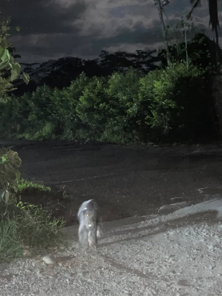 Perro perdido en Acacías, Meta 