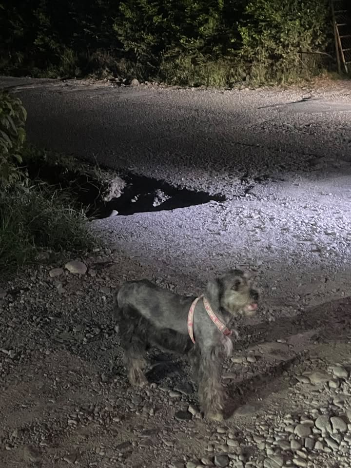 Perro perdido en Acacías, Meta 