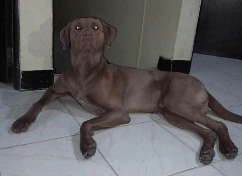Adopta un lindo perrito en Pereira 