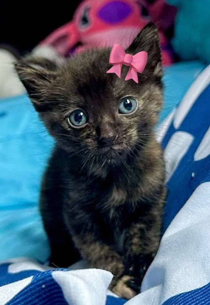 Gaticas en Adopción Responsable en Pereira 