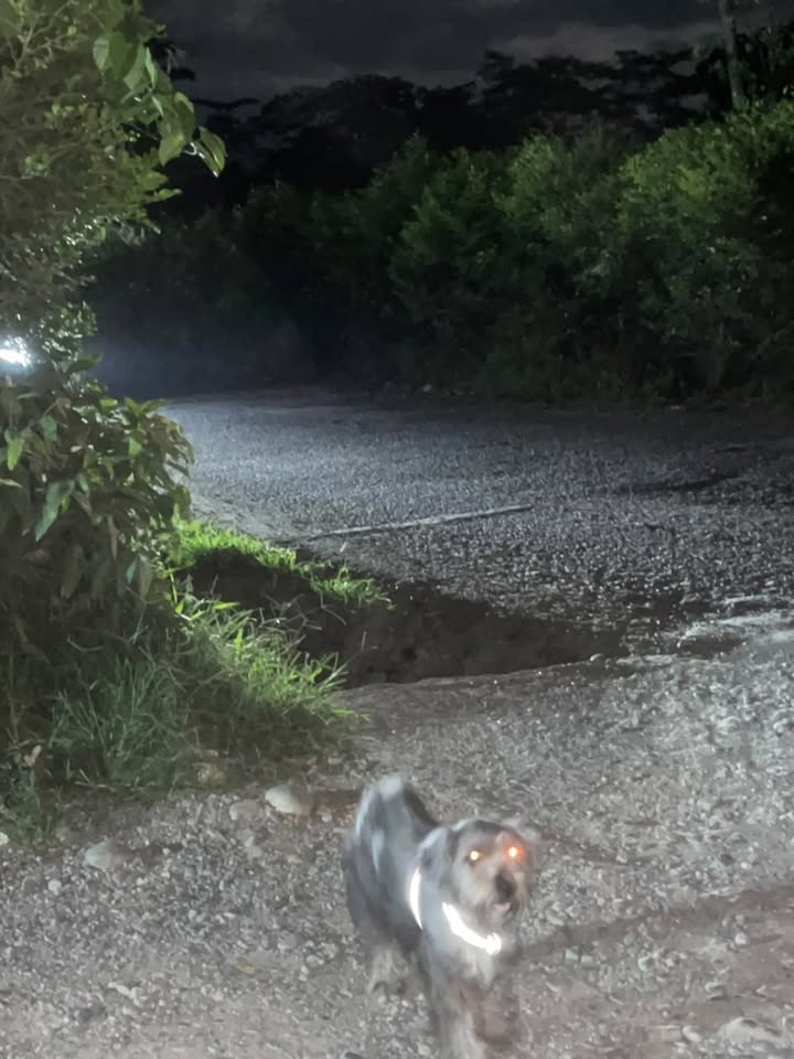 Perro perdido en Acacías, Meta 