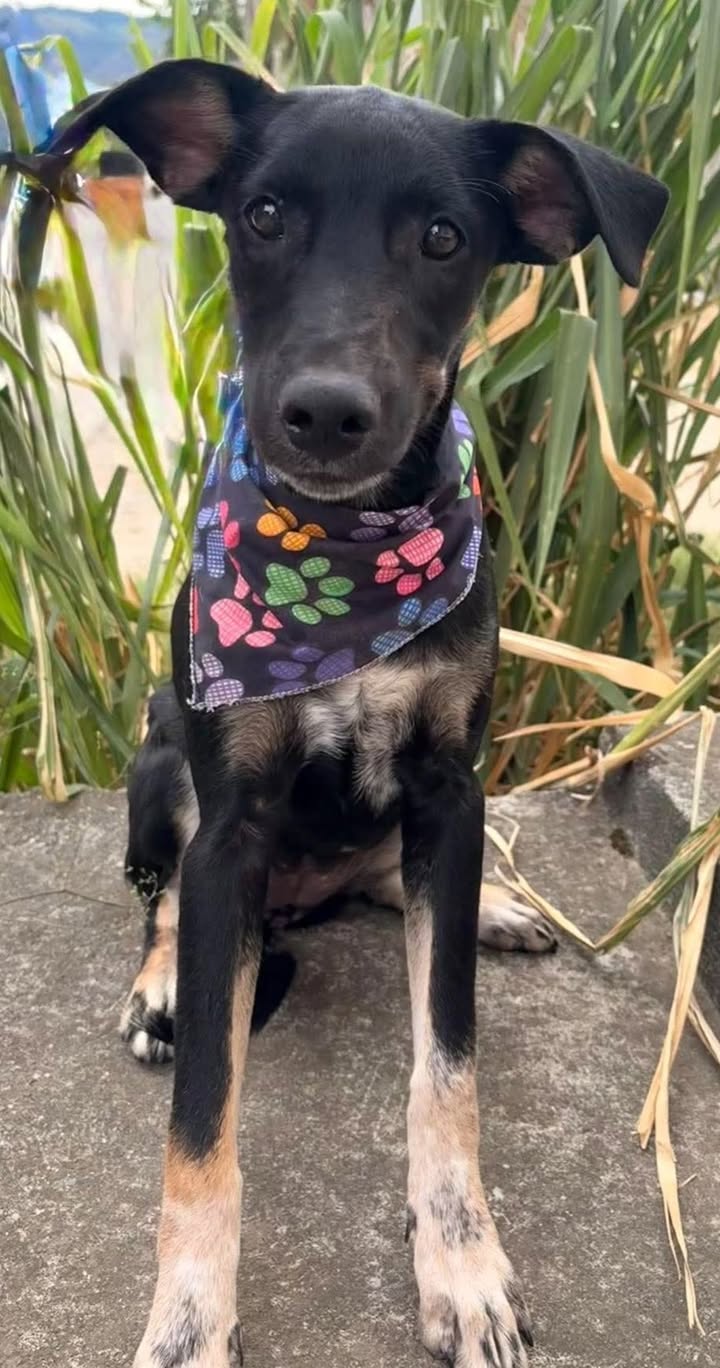 Perra en adopción en Pereira 