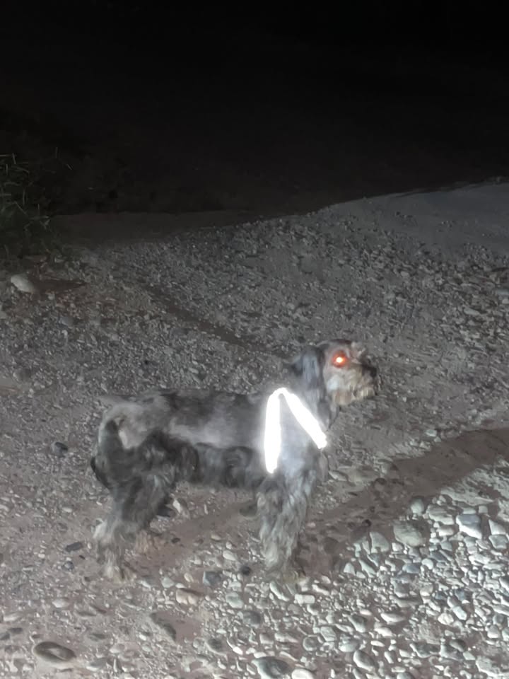 Perro perdido en Acacías, Meta 