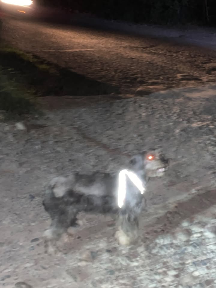 Perro perdido en Acacías, Meta 