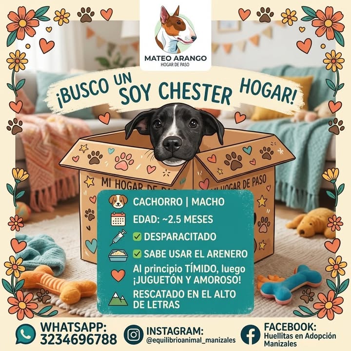 Busco Hogar para Chester Cachorro Macho Rescatado en el Alto de Letras 