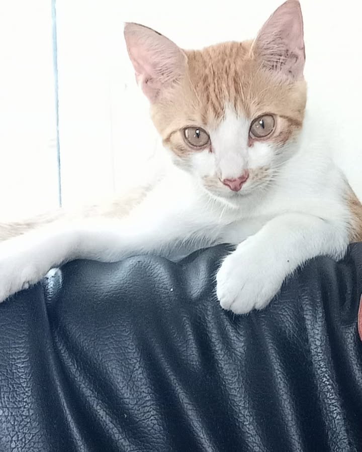 Gato perdido en La Virginia, Risaralda 
