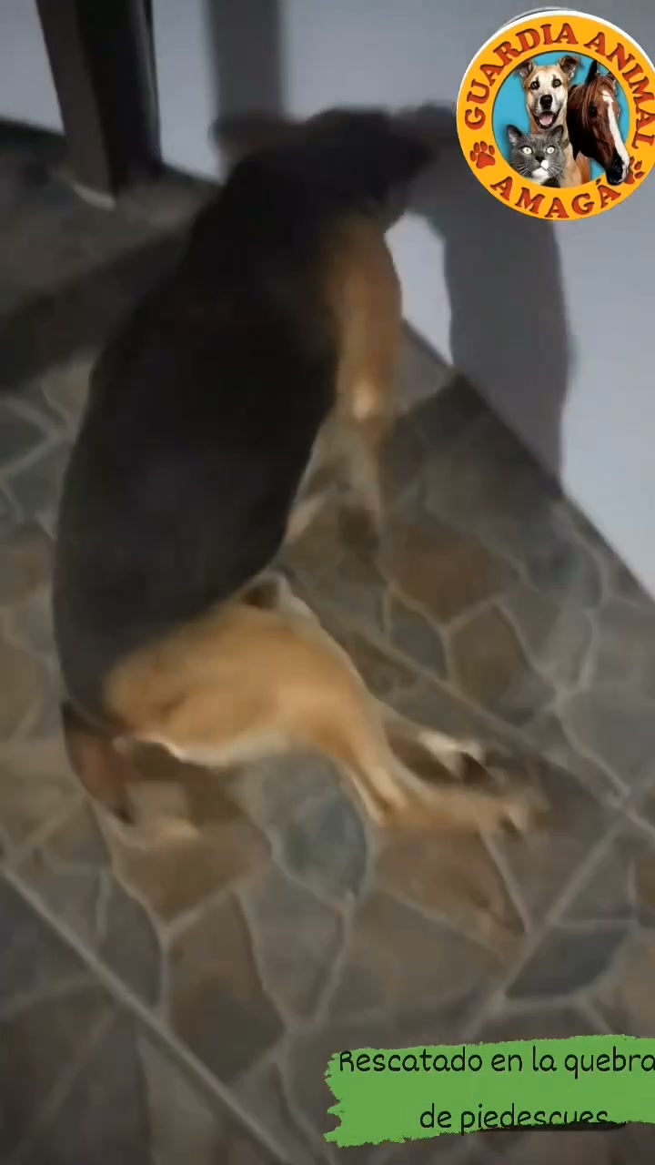 Perro abandonado en Amagá necesita ayuda urgente 
