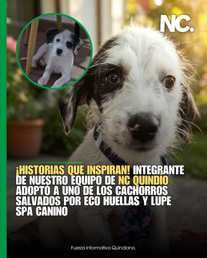 Adopta un cachorro en Quindío, Colombia 