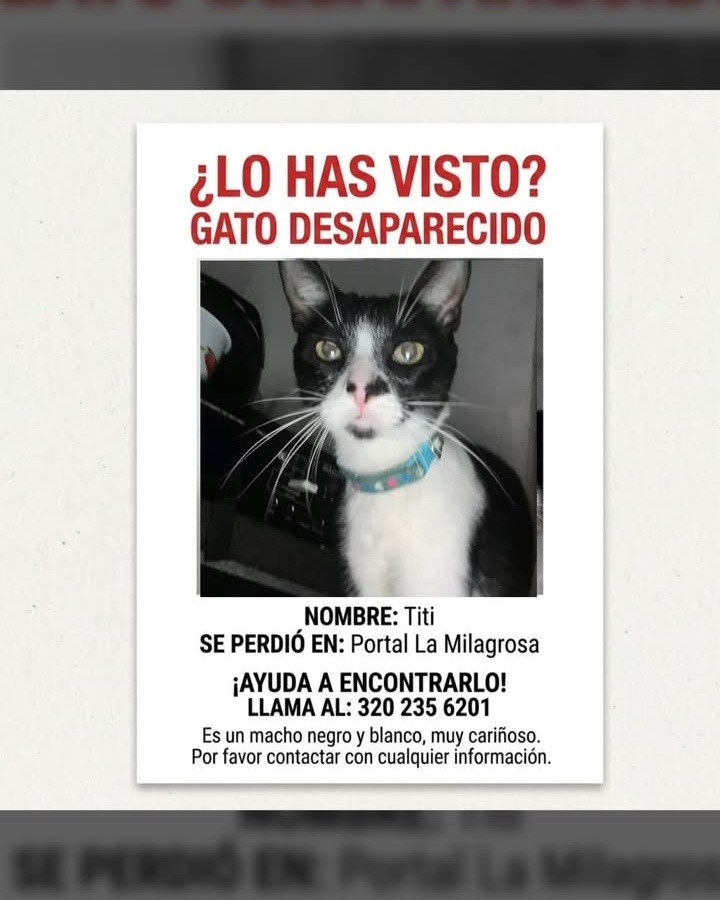 Gato Desaparecido en Risaralda 