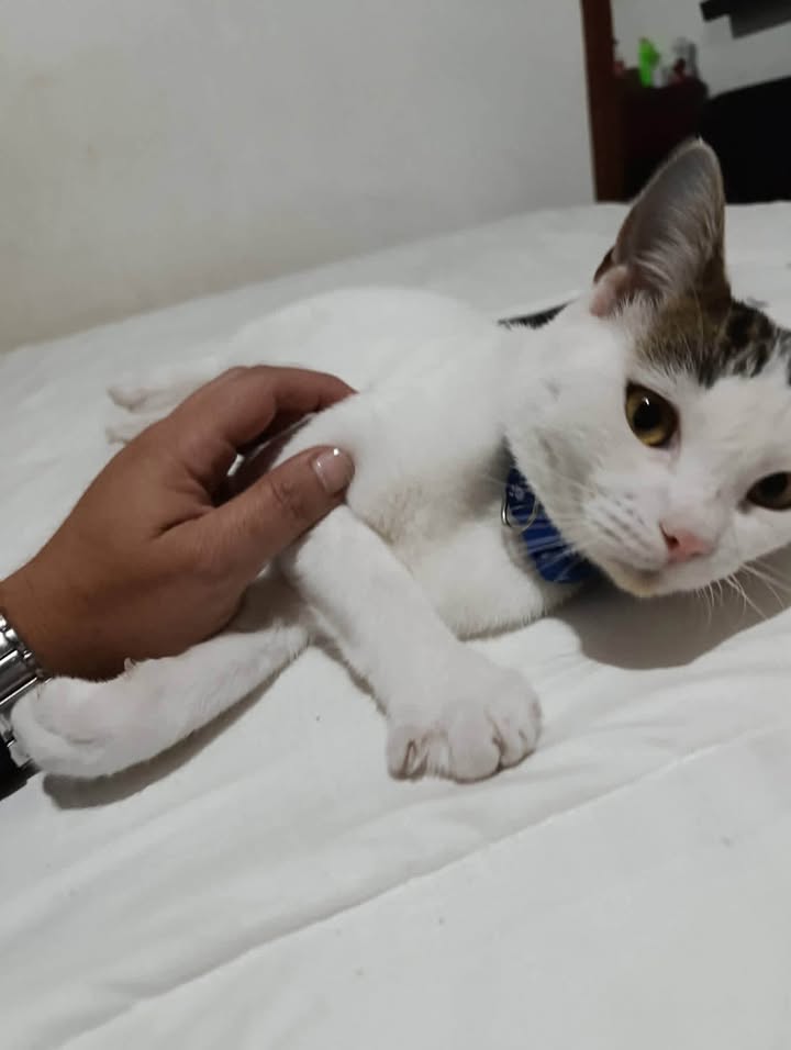 Gato blanco y cafe perdido en Sevilla Valle 