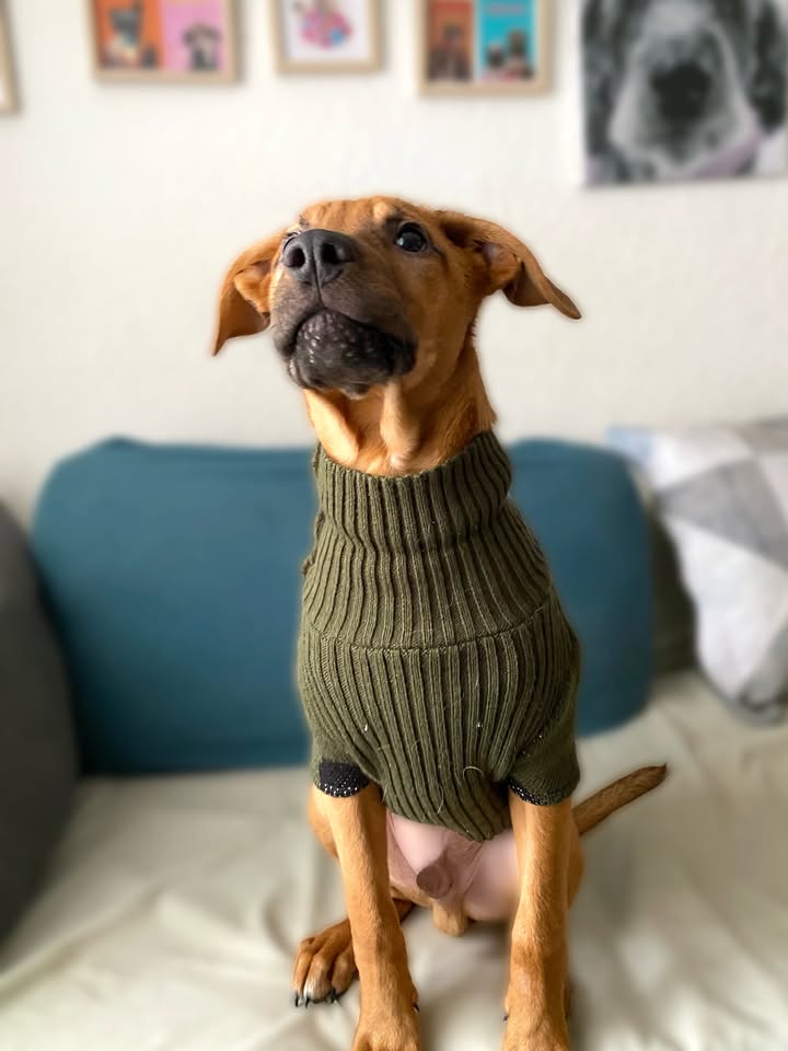 Adopta a Arbolito, cachorro tímido y tierno en Bogotá 