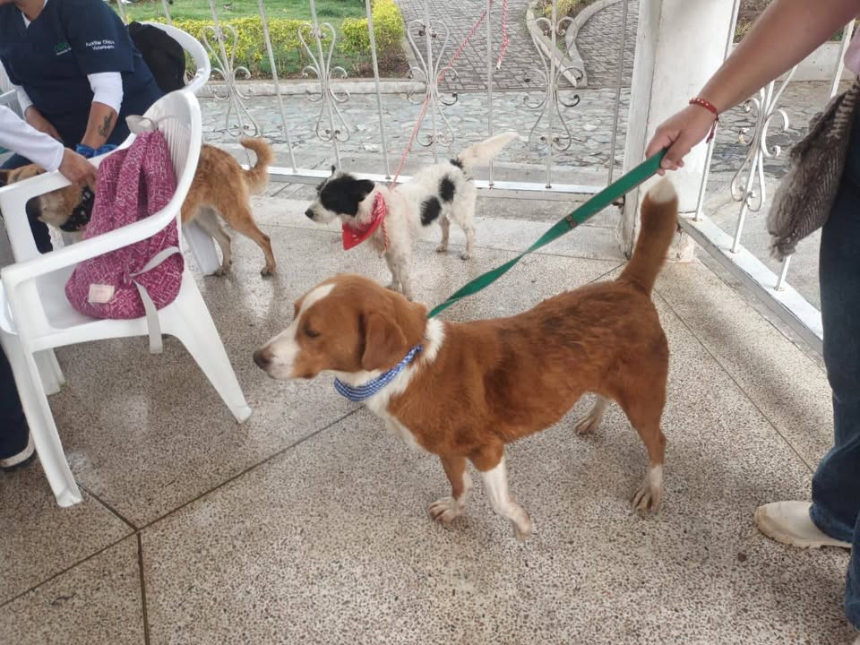 Adopta un amigo fiel en Neira, Caldas 