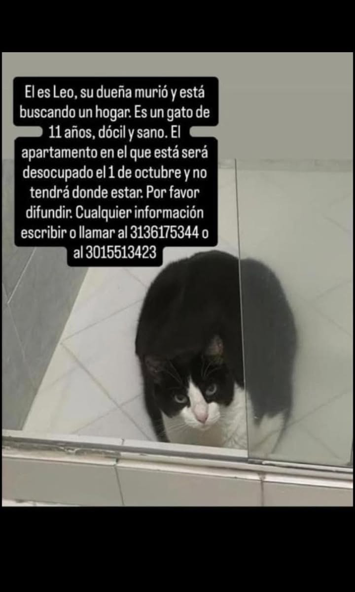 Gato Leo buscando hogar en Medellin 