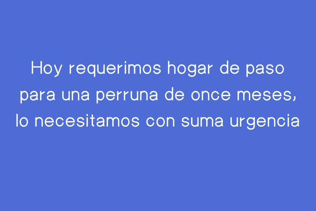 Se busca hogar de paso urgente para perruna de once meses en Manizales 