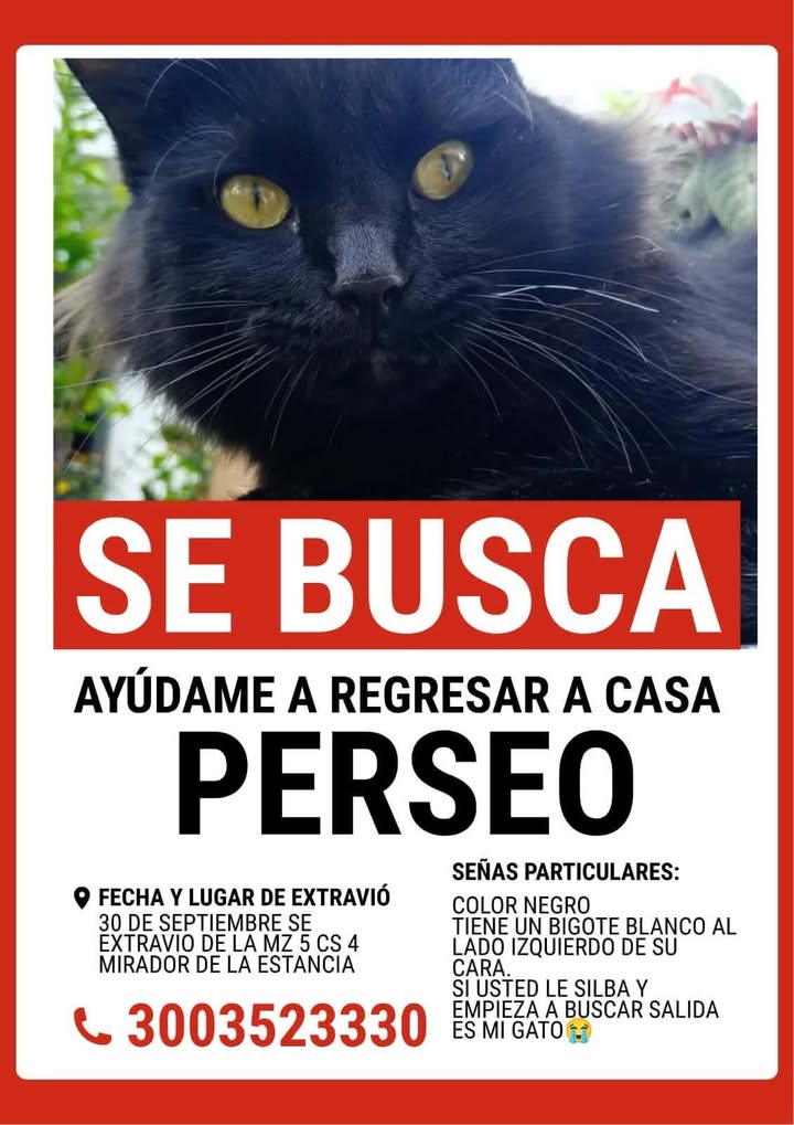 Se busca gato Perseo en Pereira 