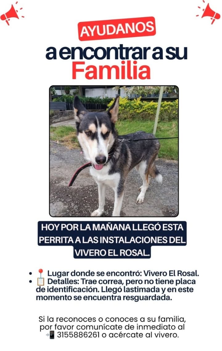 Perro encontrado en Tuluá - Valle del Cauca 