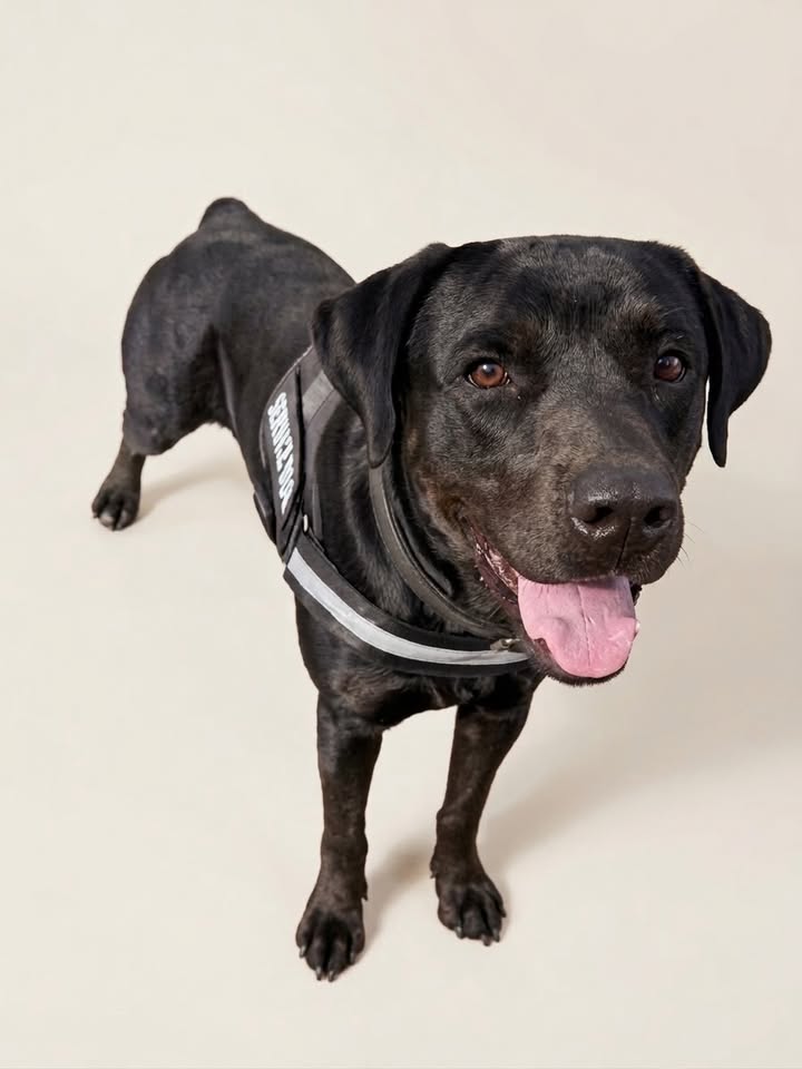 Adopta a Pantera, un perro Rottweiler joven y juguetón en Cartago 