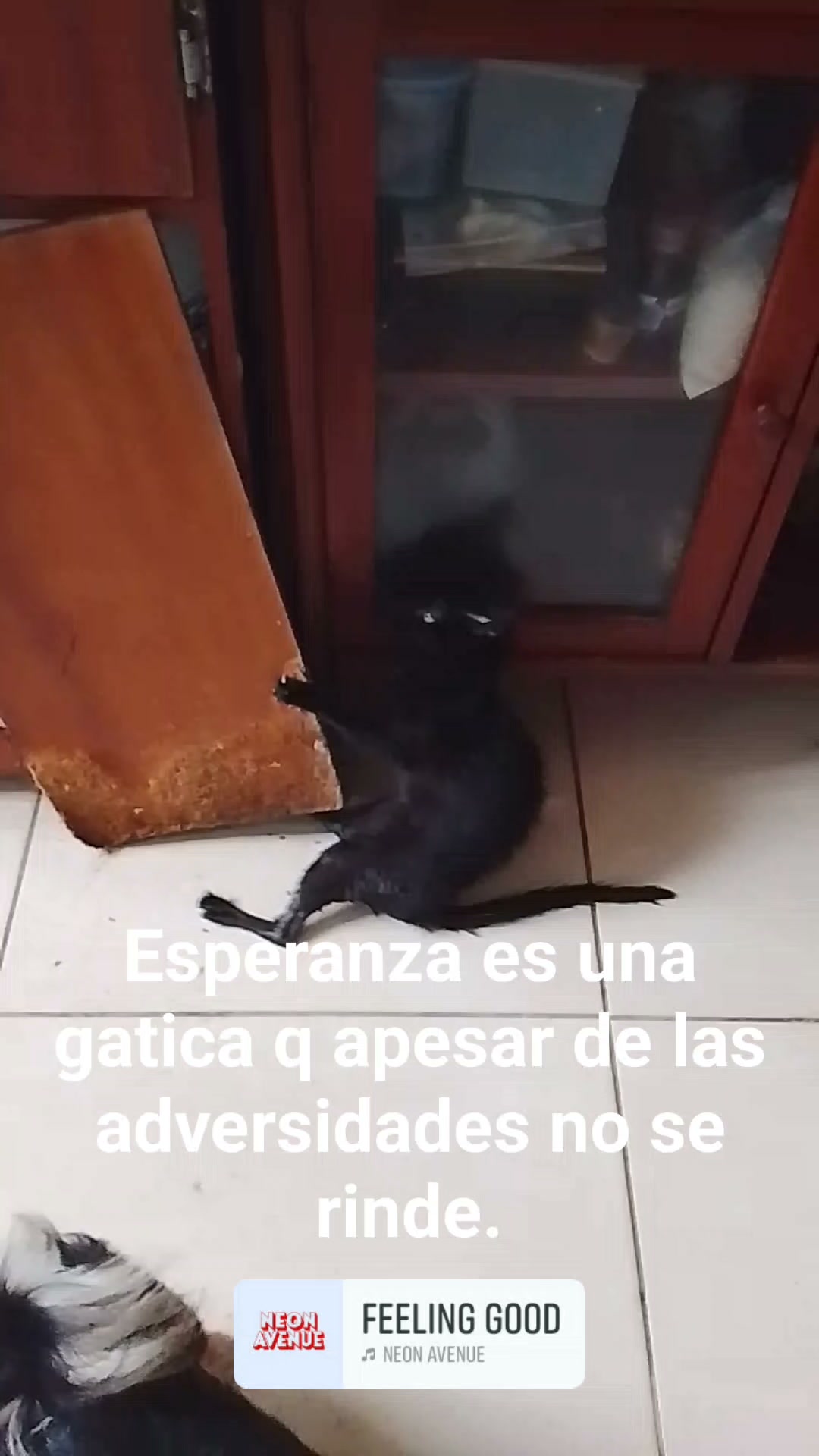 Gatica negra perdida en Neira, Caldas 