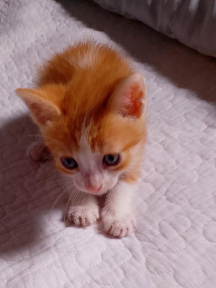 Gatito Naranja y Blanco en Adopción en Pereira 