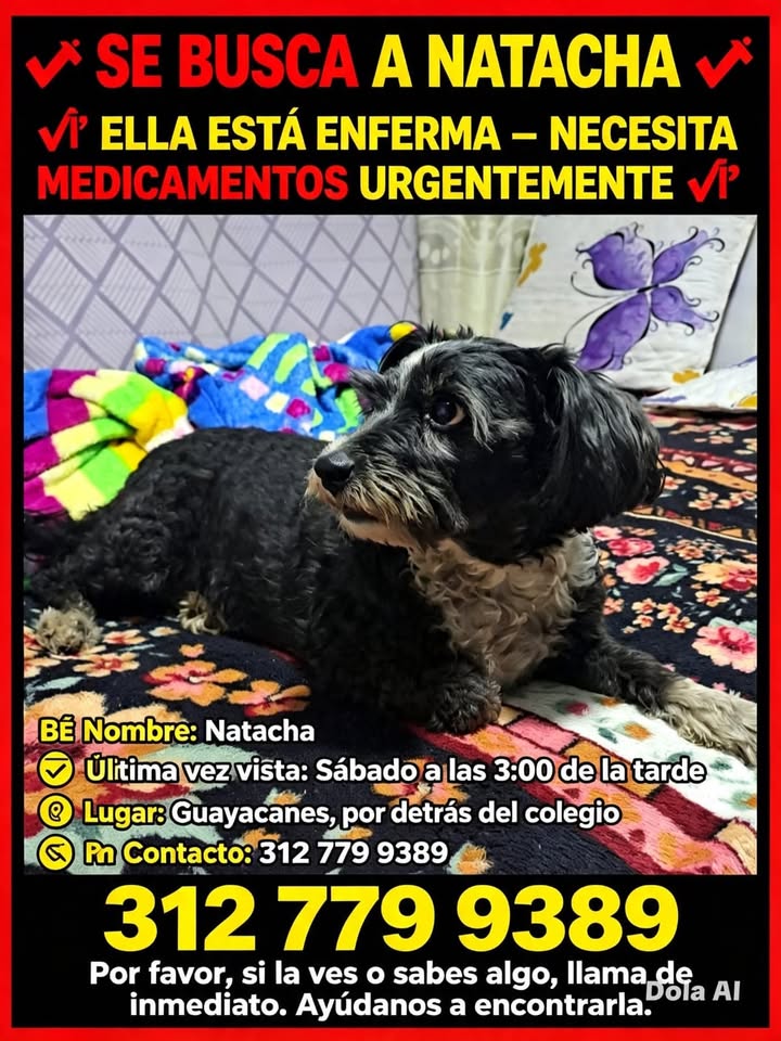 Se busca a Natacha, perra enferma necesita medicamentos urgentemente 