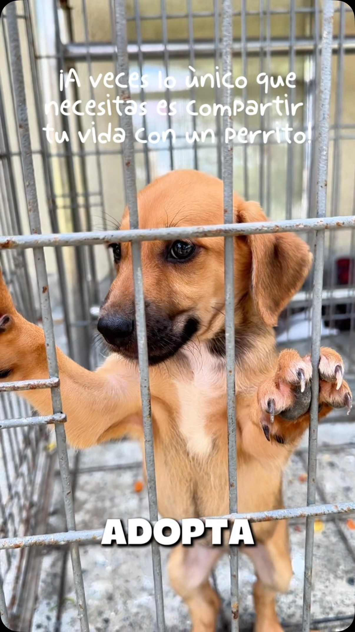 Perro en adopción 
