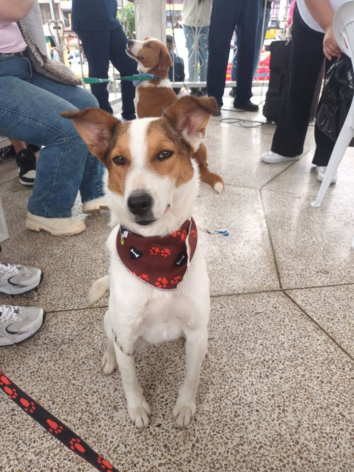 Niño precioso en adopción en Neira, Caldas 